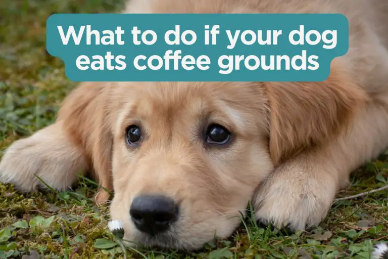 What happens if a dog eats coffee grinds?