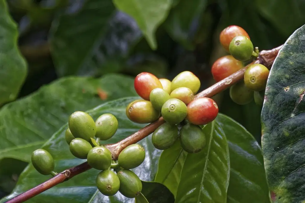 Do coffee beans come from cherries?