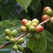 Do coffee beans come from cherries?
