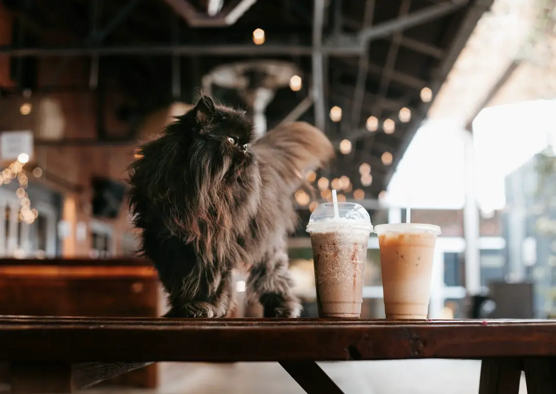 can cats drink coffee