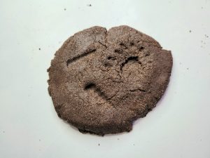 fossils made with coffee dough