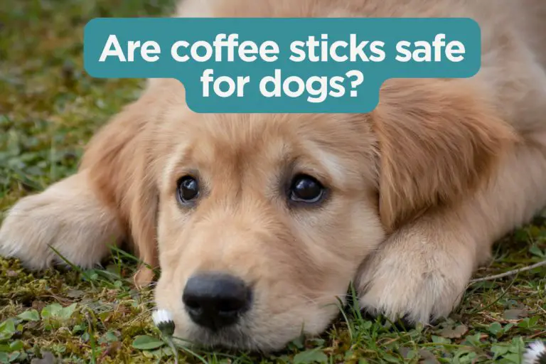 Coffee sticks for dogs