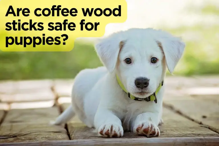 coffee wood sticks safe for puppies