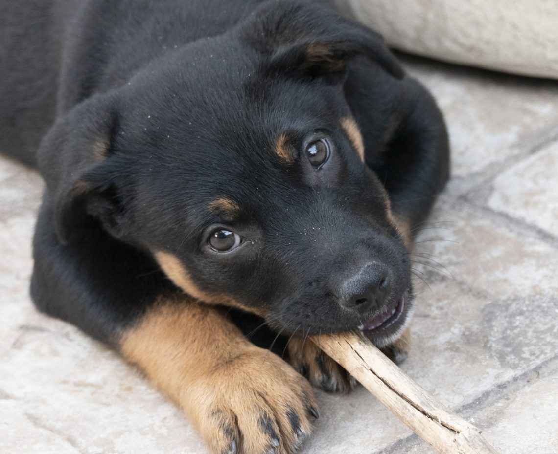 are coffee wood sticks safe for puppies