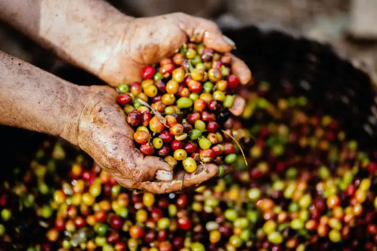 largest producer of coffee